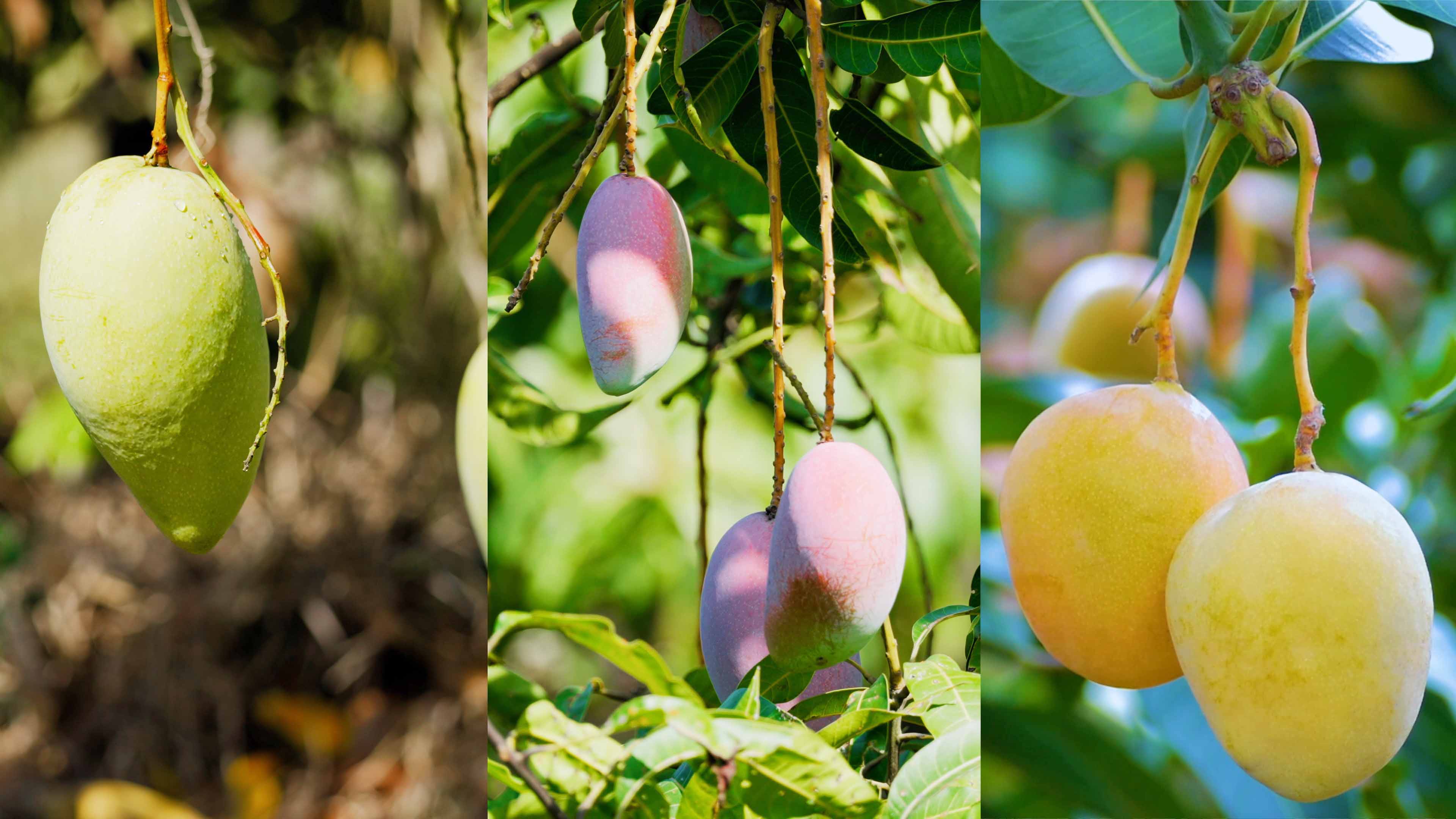 南宫NG28哲林芒果