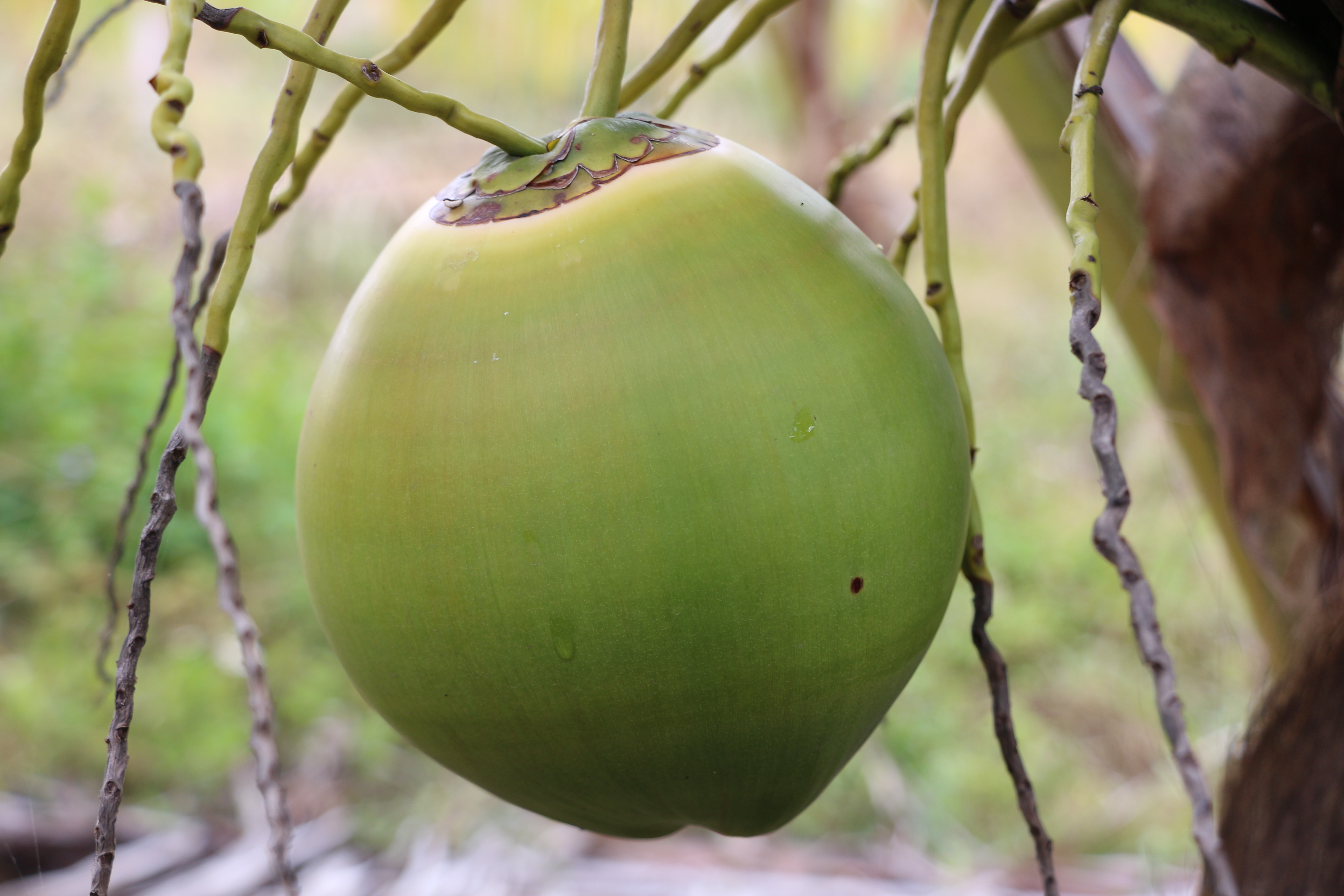 南宫NG28鲜果椰青